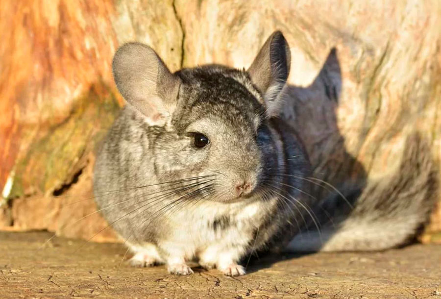 Chinchilla