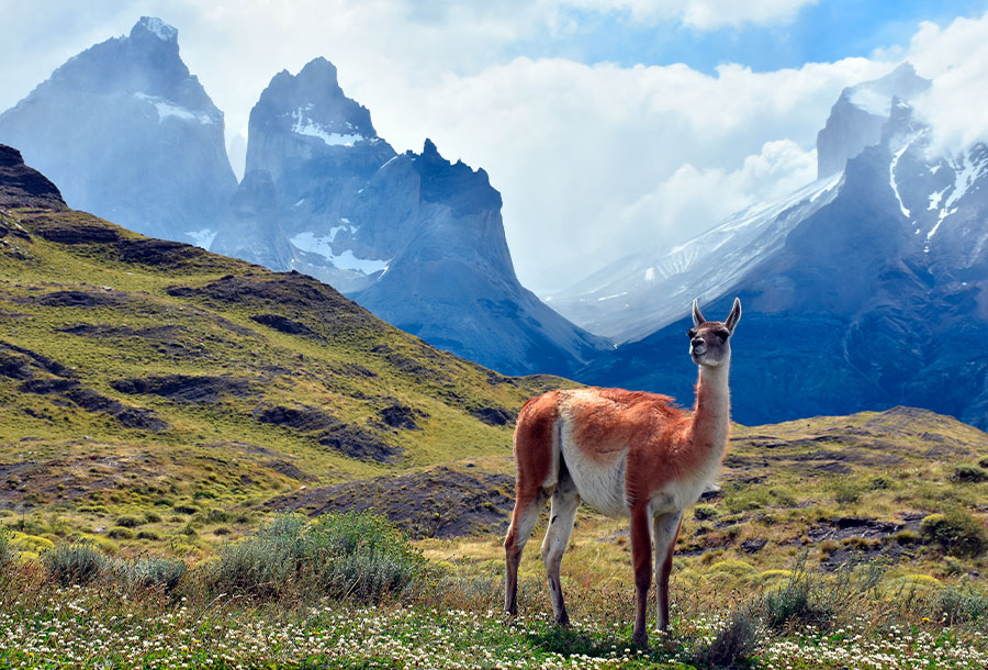Guanaco