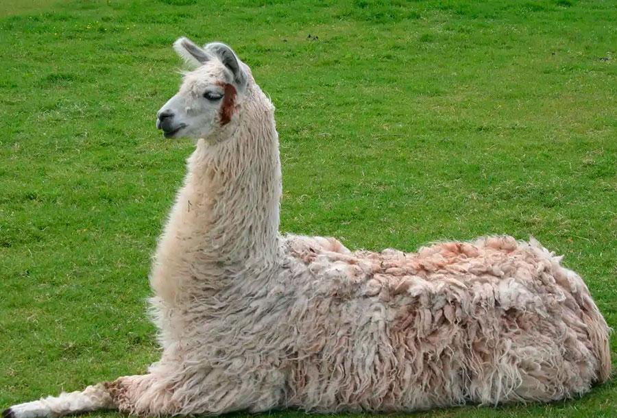 Llama