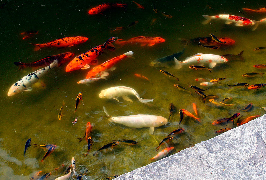 Peces-Koi