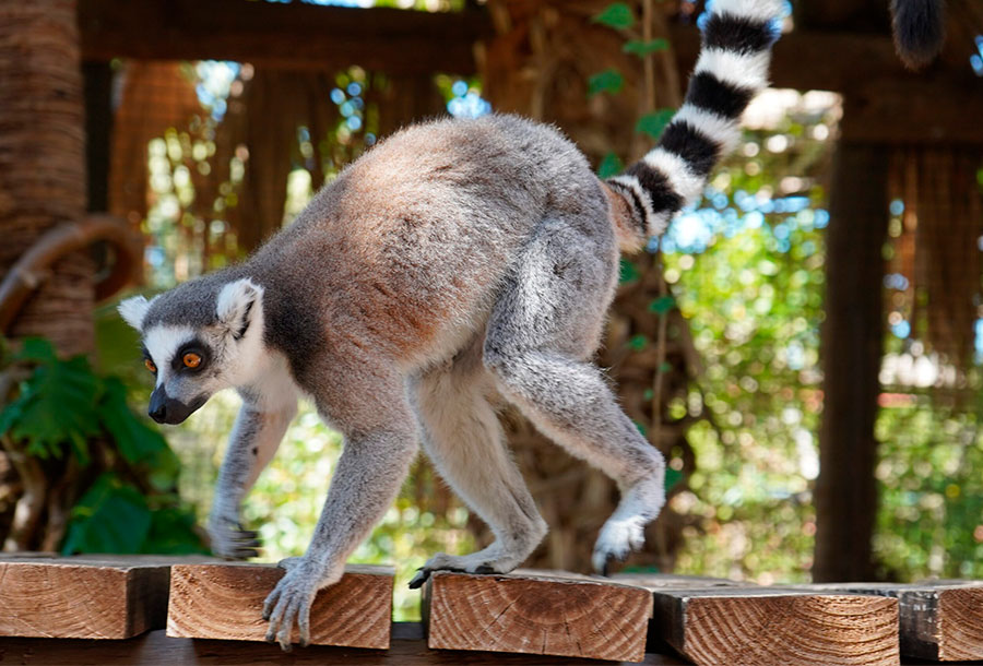 lemur